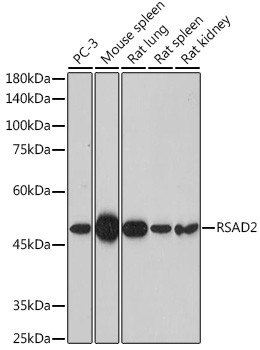 Viperin Antibody in Western Blot (WB)