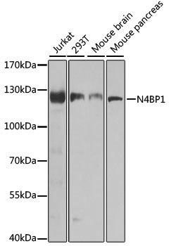 N4BP1 Antibody in Western Blot (WB)