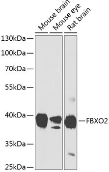 FBXO2 Antibody in Western Blot (WB)