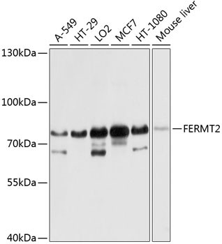 Kindlin 2 Antibody in Western Blot (WB)