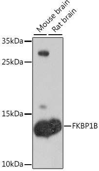 FKBP1B Antibody in Western Blot (WB)