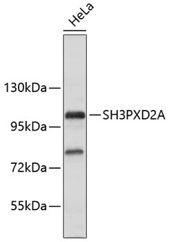 SH3PXD2A Antibody in Western Blot (WB)