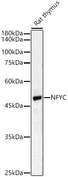 NFYC Antibody in Western Blot (WB)