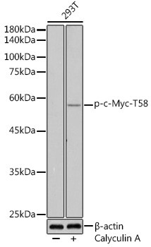 Phospho-c-Myc (Thr58) Antibody in Western Blot (WB)