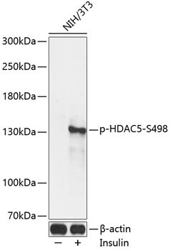 Phospho-HDAC5 (Ser498) Antibody in Western Blot (WB)