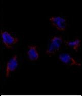 BMP-7 Antibody in Immunocytochemistry (ICC/IF)