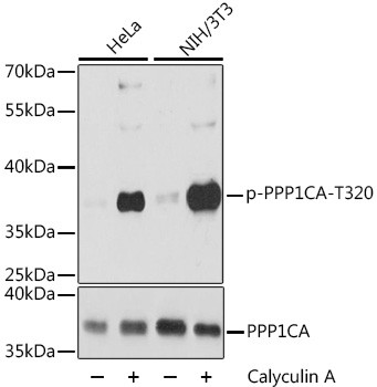 Phospho-PP1 alpha (Thr320) Antibody in Western Blot (WB)