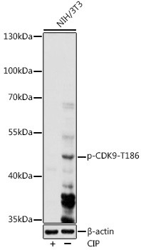 Phospho-CDK9 (Thr186) Antibody in Western Blot (WB)