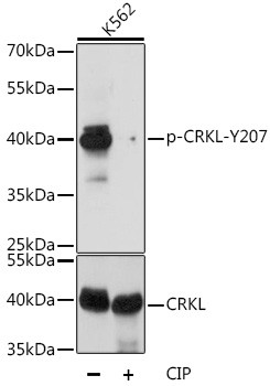 Phospho-CrkL (Tyr207) Antibody in Western Blot (WB)