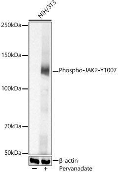 Phospho-JAK2 (Tyr1007, Tyr1008) Antibody in Western Blot (WB)