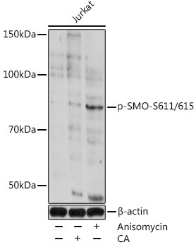 Phospho-SMO (Ser611, Ser615) Antibody in Western Blot (WB)
