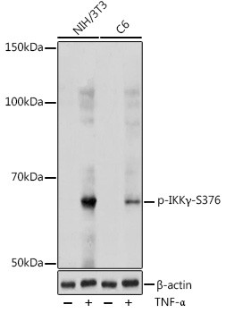Phospho-IKK gamma (Ser376) Antibody in Western Blot (WB)