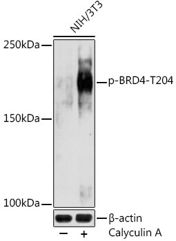 Phospho-BRD4 (Thr204) Antibody in Western Blot (WB)