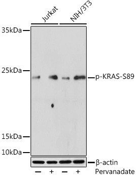 Phospho-K-Ras (Ser89) Antibody in Western Blot (WB)