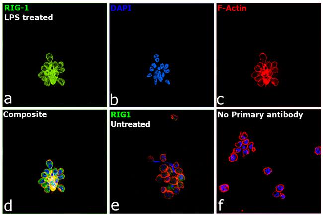 RIG-I Antibody