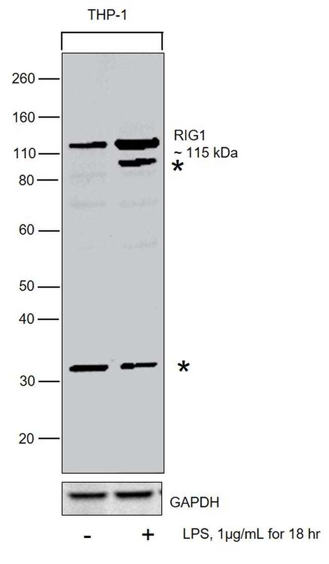 RIG-I Antibody in Western Blot (WB)