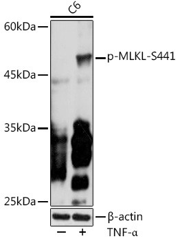 Phospho-MLKL (Ser441) Antibody in Western Blot (WB)