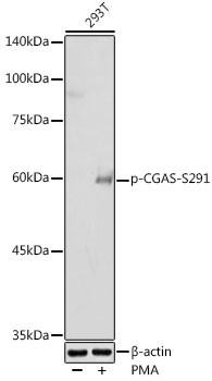 Phospho-cGAS (Ser291) Antibody in Western Blot (WB)