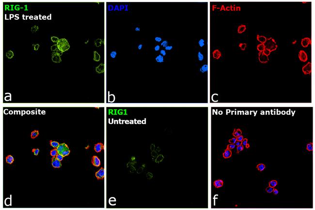 RIG-I Antibody