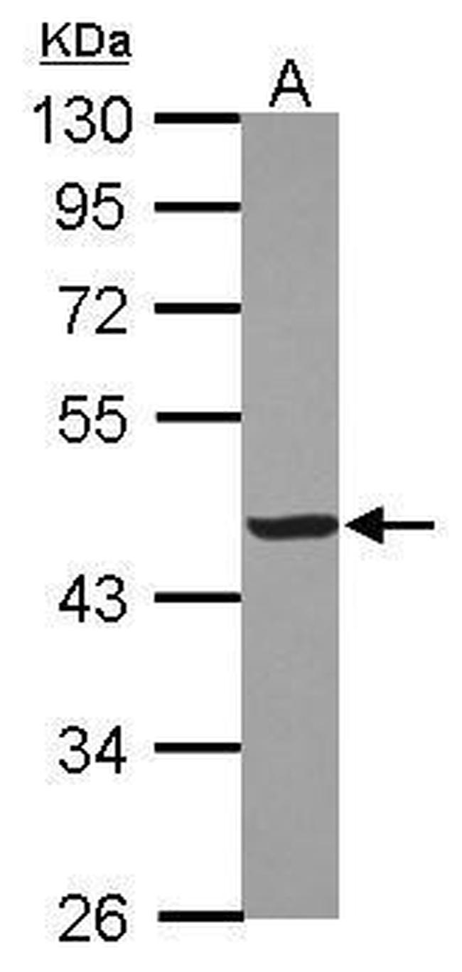 Creatine Kinase MM Antibody in Western Blot (WB)