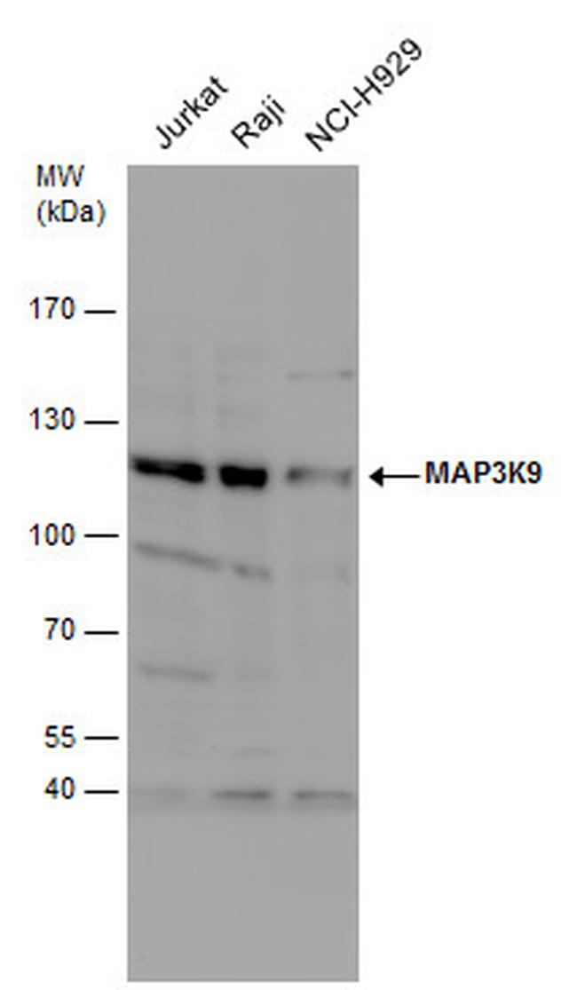 MLK1 Antibody in Western Blot (WB)