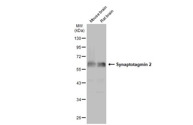 Synaptotagmin 2 Antibody in Western Blot (WB)