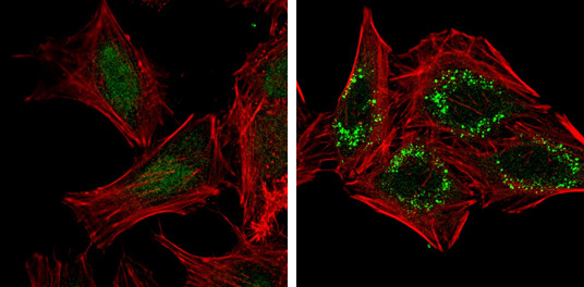 GABARAPL1 Antibody in Immunocytochemistry (ICC/IF)