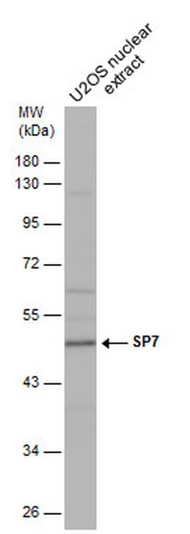 SP7 Antibody in Western Blot (WB)