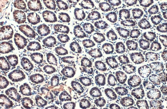 Histone H4 Antibody in Immunohistochemistry (Paraffin) (IHC (P))