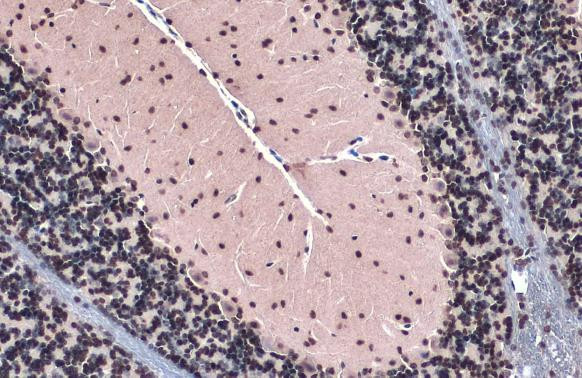 Histone H4 Antibody in Immunohistochemistry (Paraffin) (IHC (P))