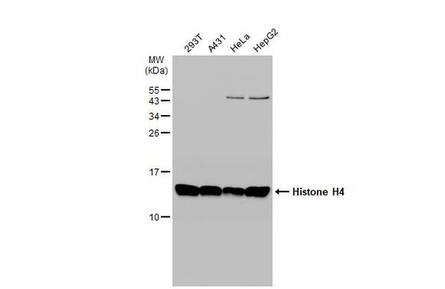 Histone H4 Antibody in Western Blot (WB)