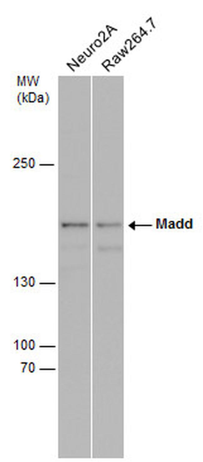 MADD Antibody in Western Blot (WB)