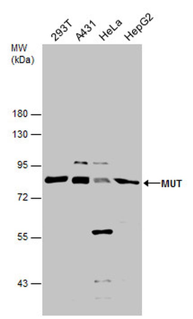 MUT Antibody in Western Blot (WB)