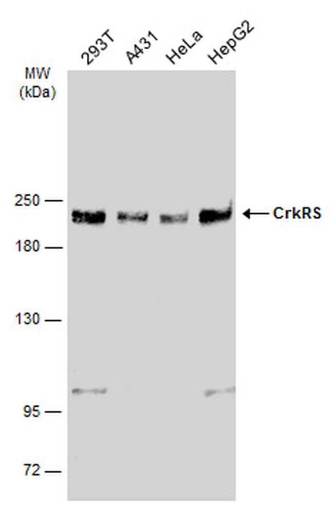 CrkRS Antibody in Western Blot (WB)