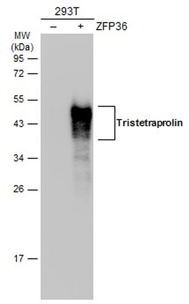 ZFP36 Antibody in Western Blot (WB)