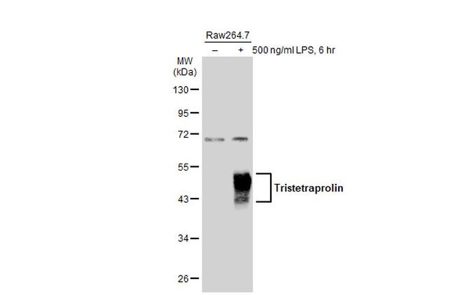 ZFP36 Antibody in Western Blot (WB)