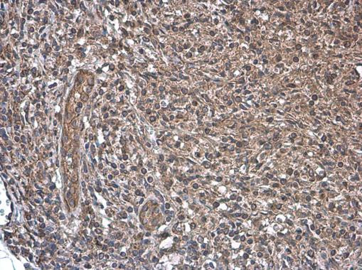 CD169 Antibody in Immunohistochemistry (Paraffin) (IHC (P))