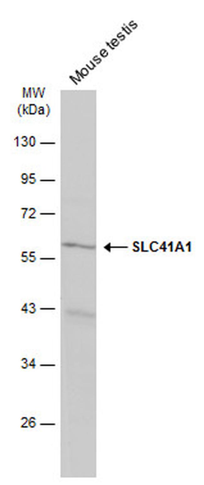 SLC41A1 Antibody in Western Blot (WB)