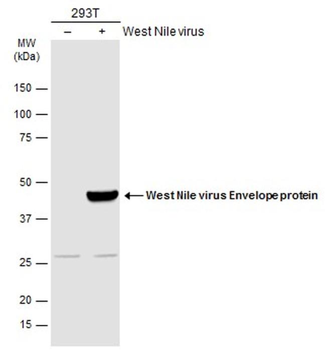 West Nile Virus Envelope Antibody in Western Blot (WB)