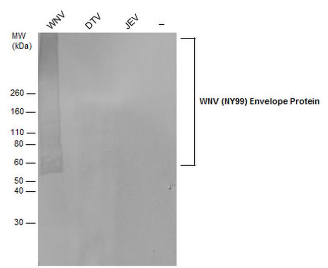 West Nile Virus Envelope Antibody in Western Blot (WB)
