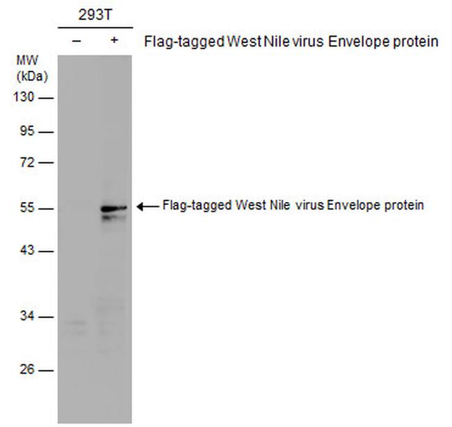 West Nile Virus Envelope Antibody in Western Blot (WB)