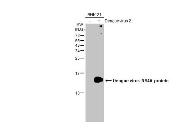 Dengue Virus Type 2 NS4A Antibody in Western Blot (WB)