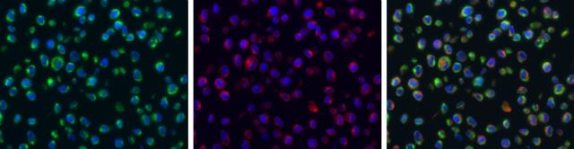 Dengue Virus Type 2 NS4A Antibody in Immunocytochemistry (ICC/IF)