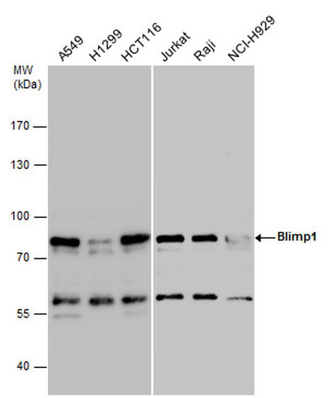 Blimp-1 Antibody in Western Blot (WB)