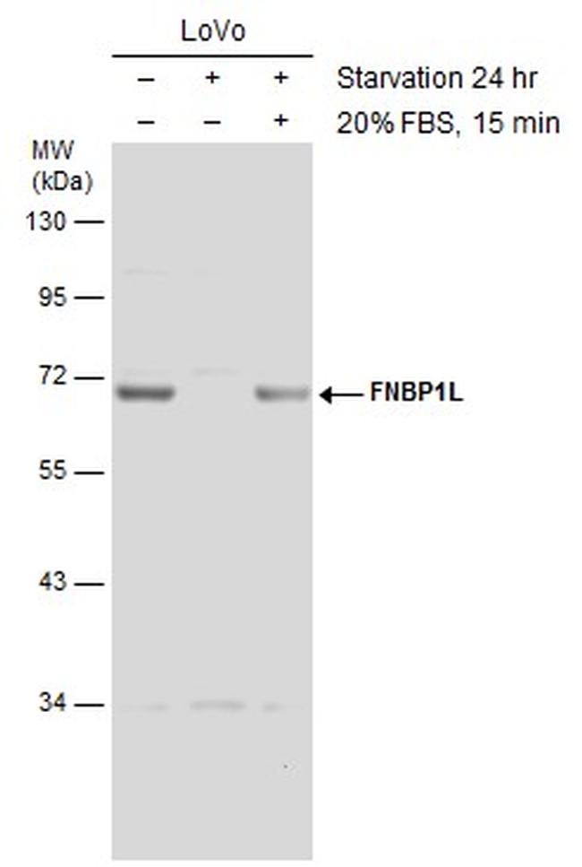 TOCA-1 Antibody in Western Blot (WB)