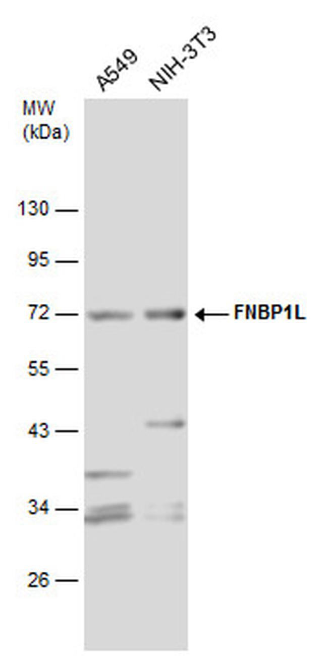 TOCA-1 Antibody in Western Blot (WB)