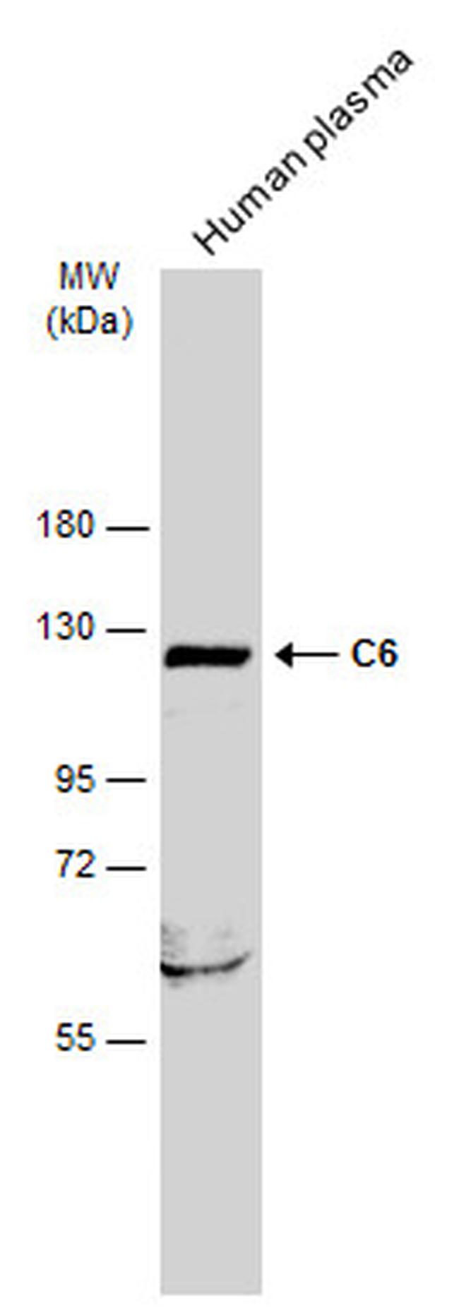 C6 Antibody in Western Blot (WB)