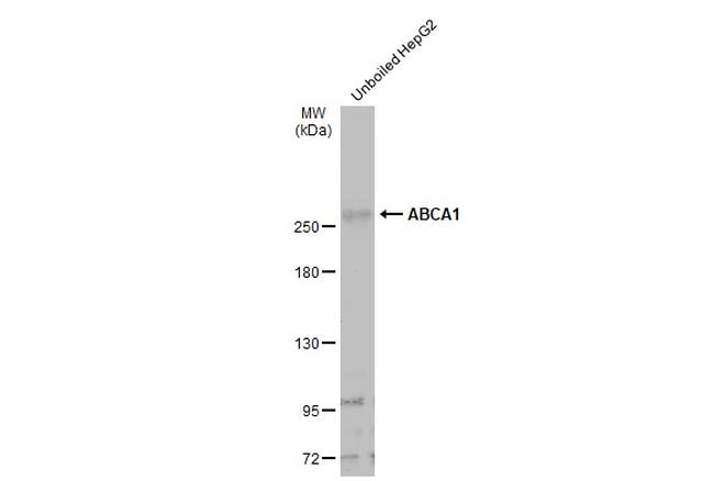 ABCA1 Antibody in Western Blot (WB)