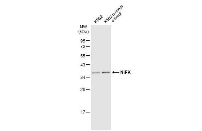 NIFK Antibody in Western Blot (WB)