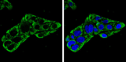 IDH2 Antibody in Immunocytochemistry (ICC/IF)